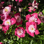 Clematis viticella 'Avant Garde'