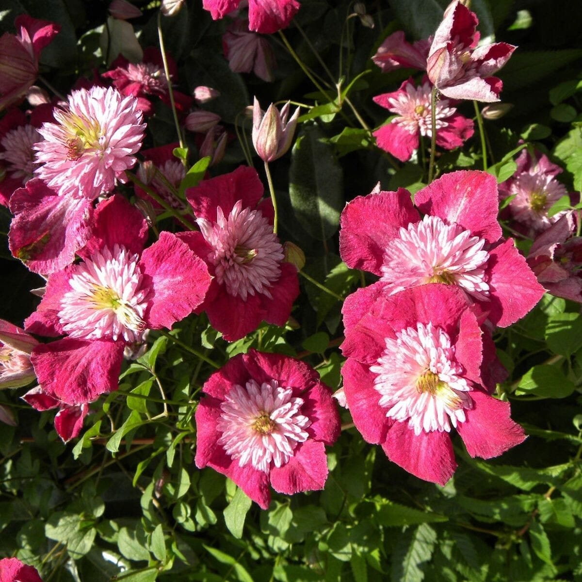 Clematis viticella 'Avant Garde'