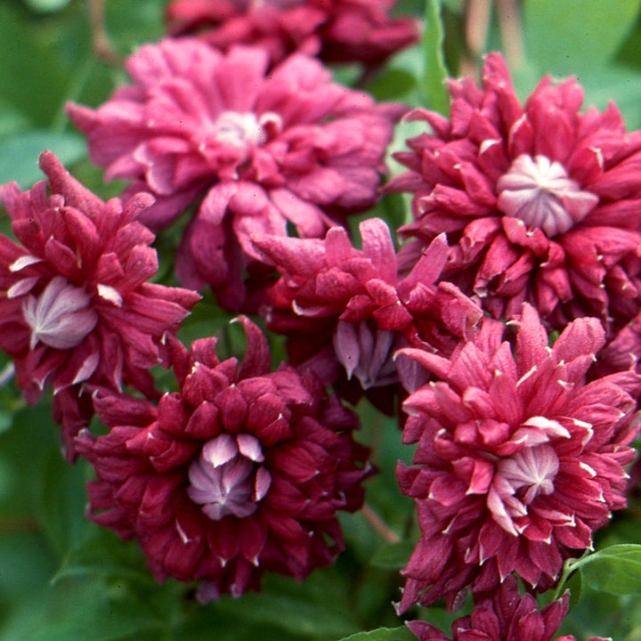 Clematis 'Purpurea Plena Elegans'