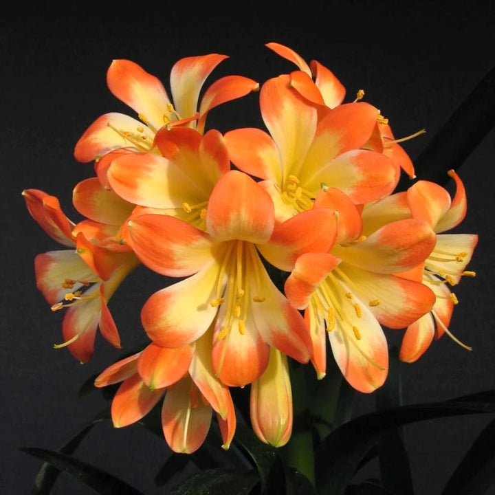 Clivia miniata 'White Lips'