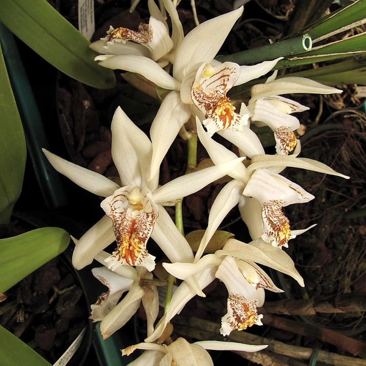 Coelogyne pulverula x tomentosa