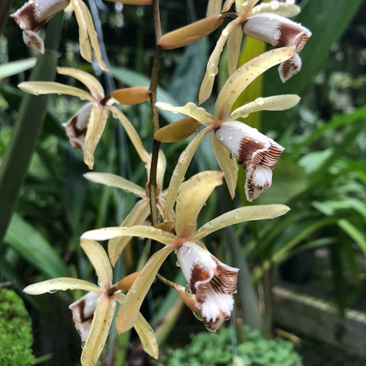 Coelogyne pulverula x tomentosa