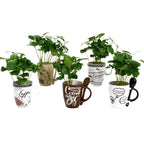 Arborele de cafea in cana vintage, mix - Coffea Arabica