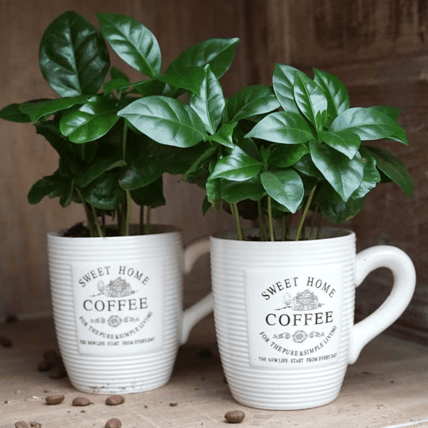 Arborele de cafea in cana de cafea - Coffea Arabica