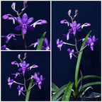 Vanda Charm 'Blue Star' × Seidenfadenia mitrata
