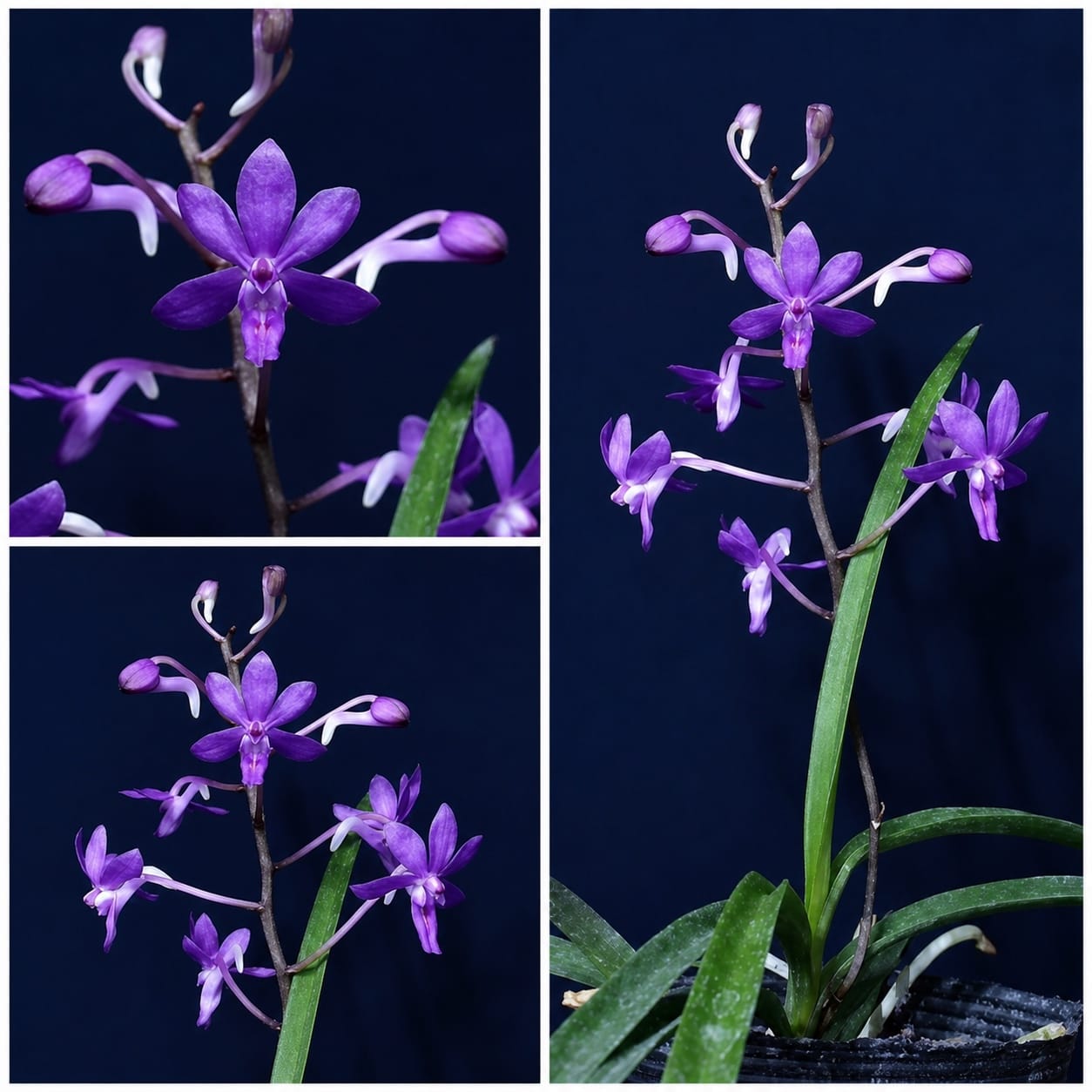 Vanda Charm 'Blue Star' × Seidenfadenia mitrata