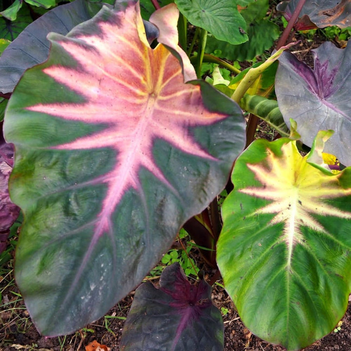 Colocasia esculenta 'Madeira Star' (Comasta)