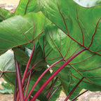 Colocasia esculenta 'Hawaiian Punch'