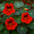 Tropaeolum majus ‘Empress of India’ - condurul doamnei