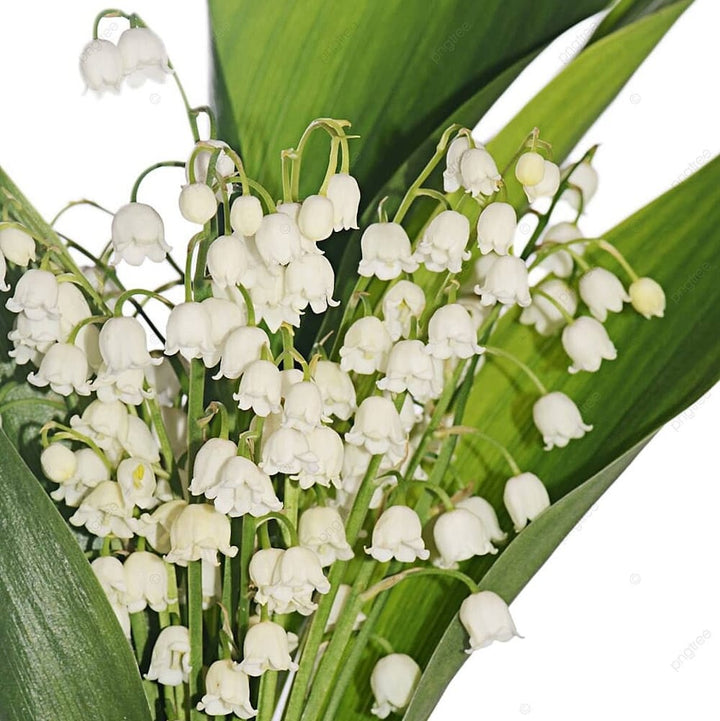 Lacramioare - Margaritar (Convallaria majalis)