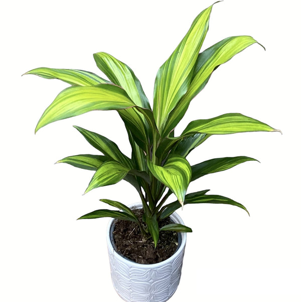 Cordyline fruticosa Kiwi (Glückspflanze) - die Glückspflanze
