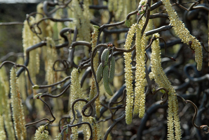 Corylus avellana 'Contorta'