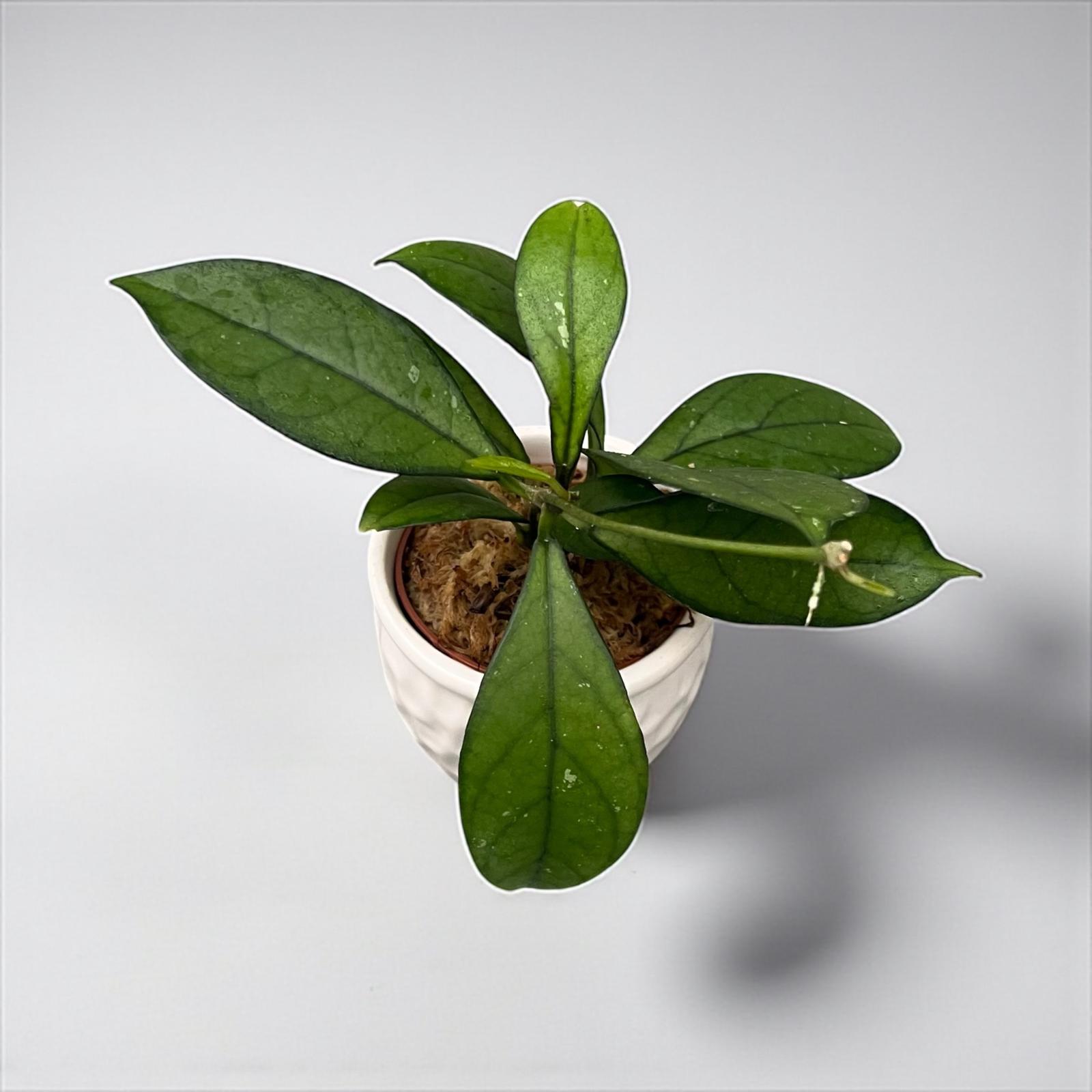 Hoya crassipetiolata D6