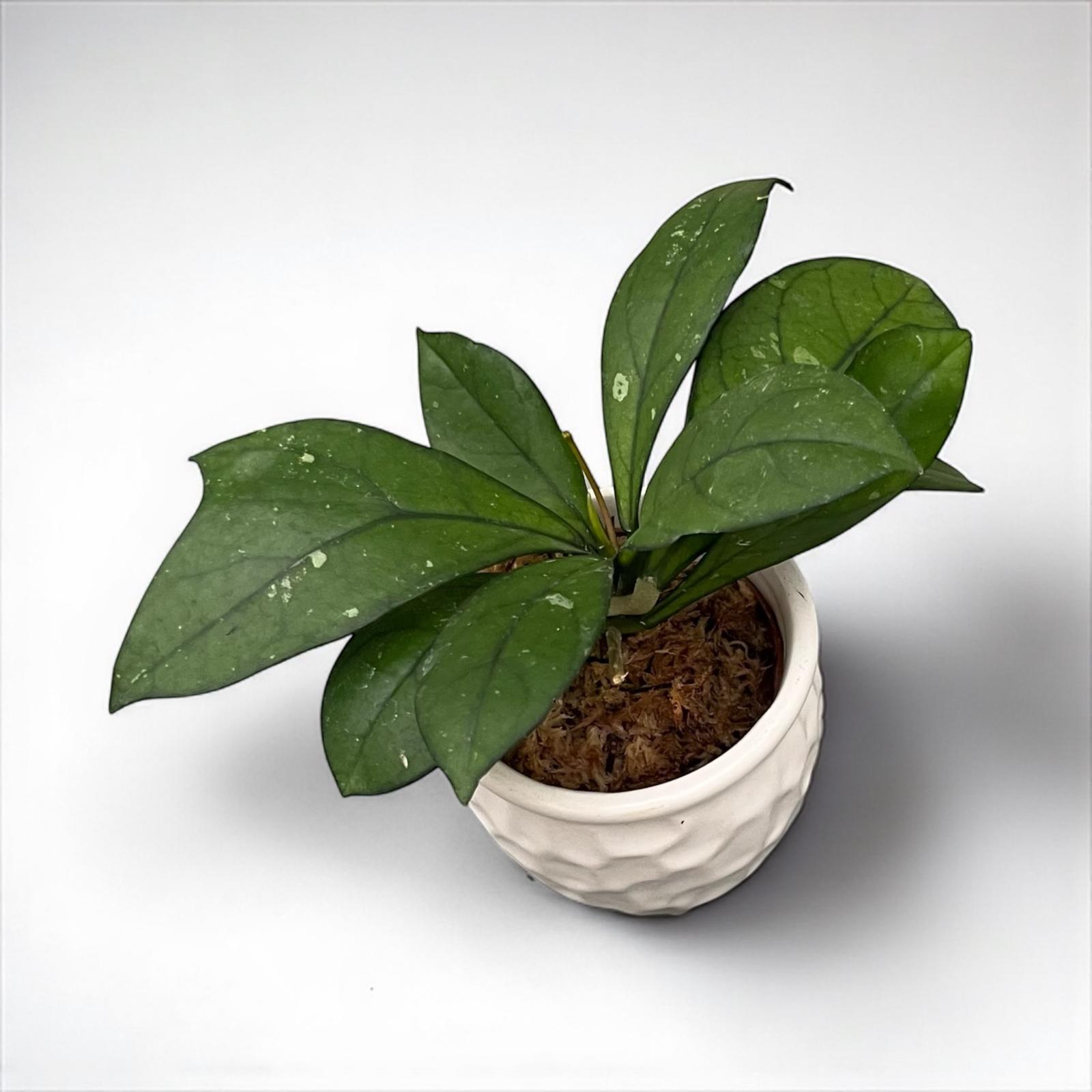 Hoya crassipetiolata D6