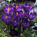Crocus vernus 'Flower Record' ruukussa (suuri kukkainen krookus)