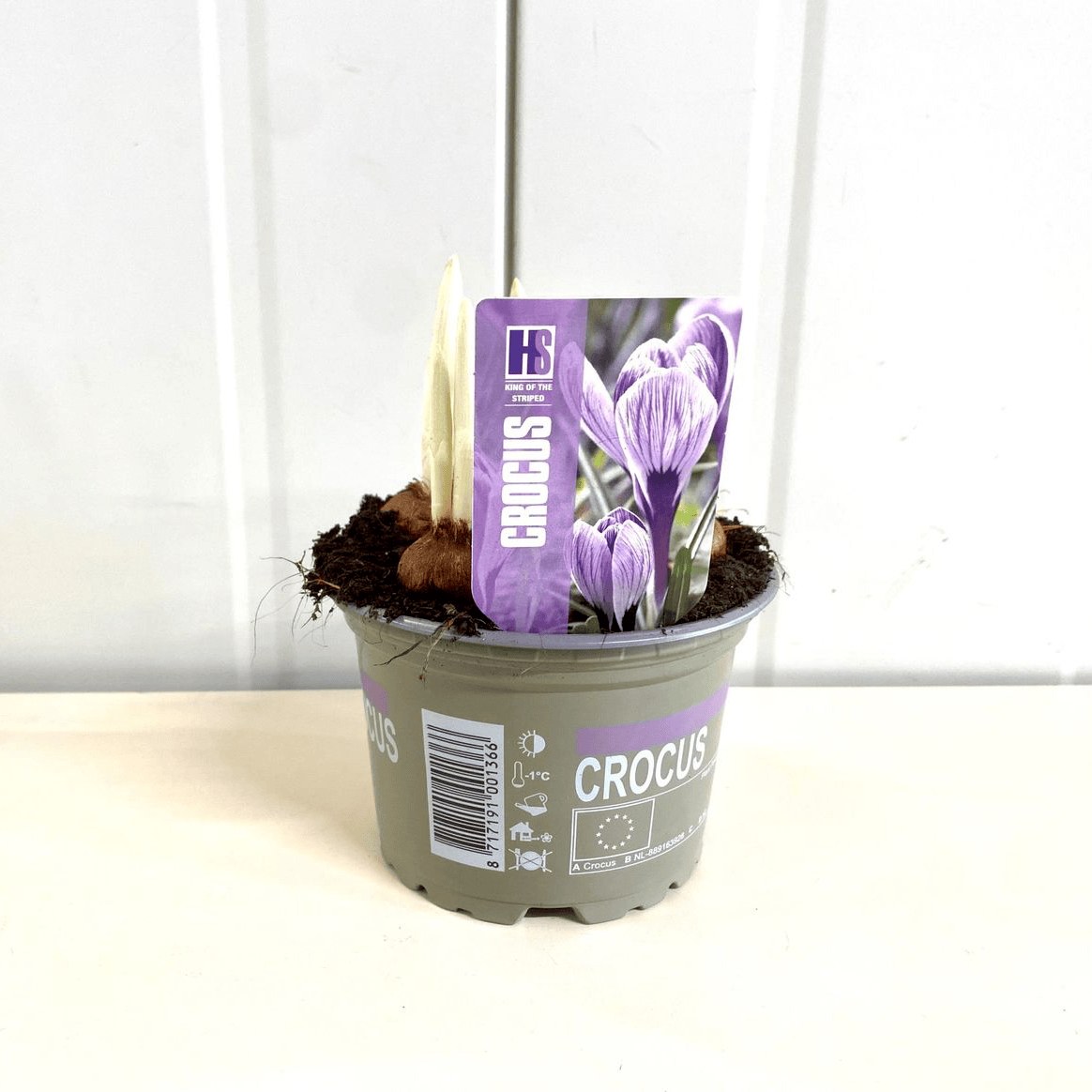 Crocus vernus 'King of the Striped'