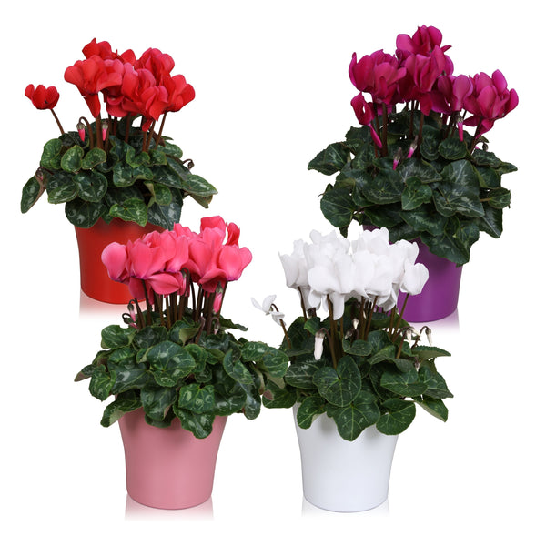 Cyclamen in vas decorativ - mix de culori