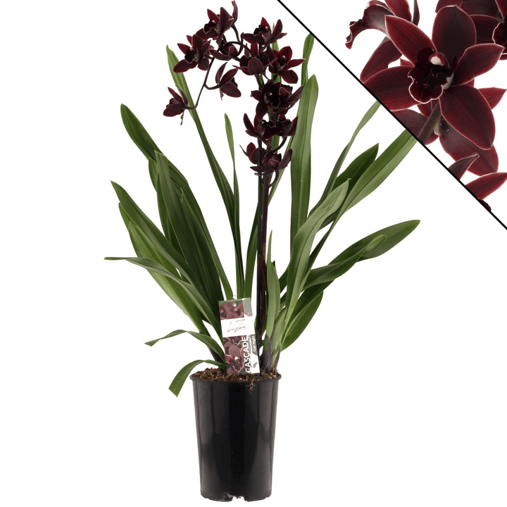 Cymbidium Cali Night 'Geyserland'