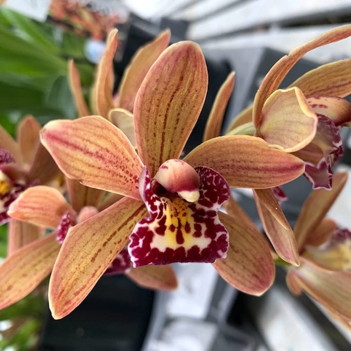 Cymbidium Indian Summer