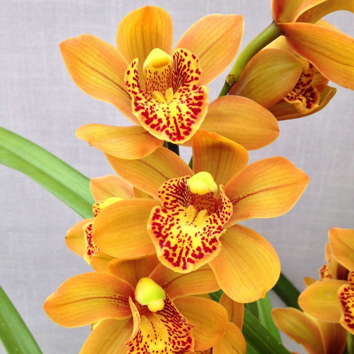 Cymbidium Enzan Forest 'Majolica'