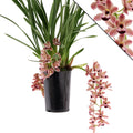 Cymbidium cascade 'Novia'