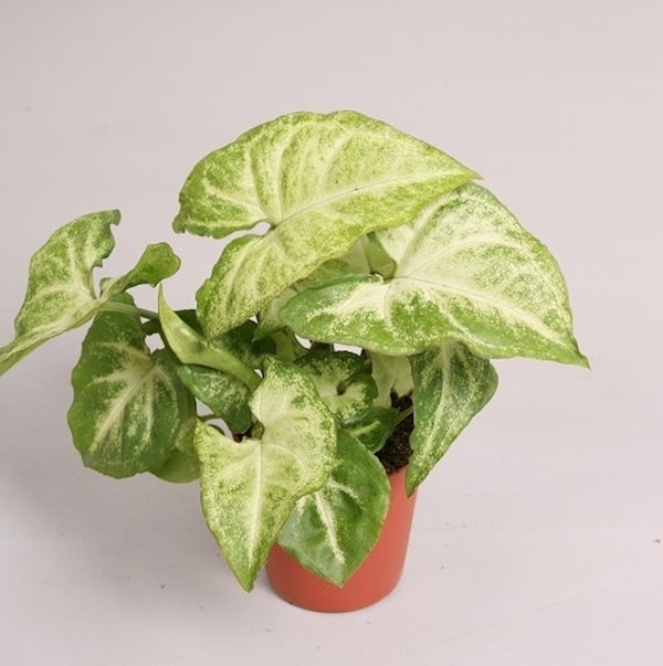 Syngonium White Butterfly (babyplant)