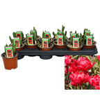 Bulbi de lalele cu floare dubla roz - Tulipa murillo 'Red'