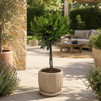 XL Bay Laurel – Laurus nobilis, aromatic Mediterranean tree