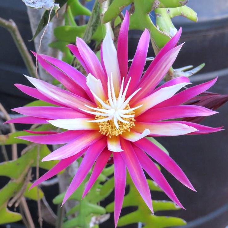 Selenicereus anthonyanus (Cryptocereus anthonyanus)