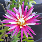 Selenicereus anthonyanus (Cryptocereus anthonyanus)
