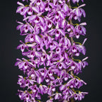 Dendrobium anosmum 'Touch of class'
