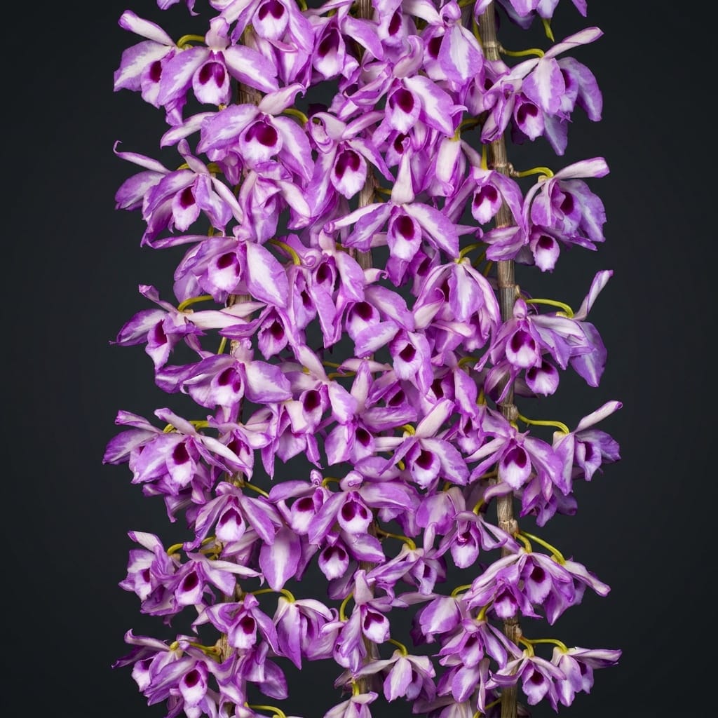 Dendrobium anosmum 'Touch of class'