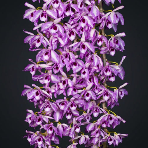 Dendrobium anosmum 'Touch of class'