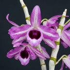 Dendrobium anosmum 'Touch of class'