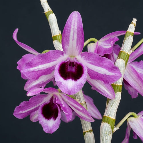 Dendrobium anosmum 'Touch of class'