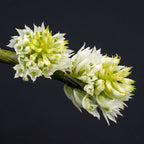Dendrobium capituliflorum