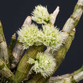 Dendrobium capituliflorum