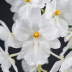 Dendrobium farmeri fma. petaloid album 'Hsinying' SM/TOGA