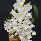 Dendrobium farmeri fma. petaloid album 'Hsinying' SM/TOGA