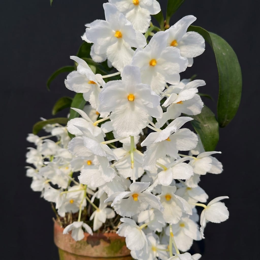 Dendrobium farmeri fma. petaloid album 'Hsinying' SM/TOGA