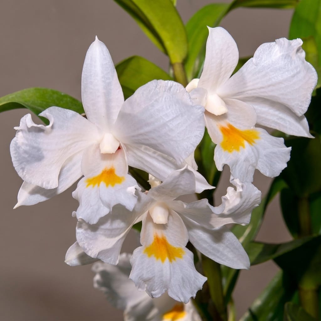 Dendrobium formosum