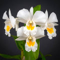 Dendrobium formosum