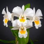 Dendrobium formosum