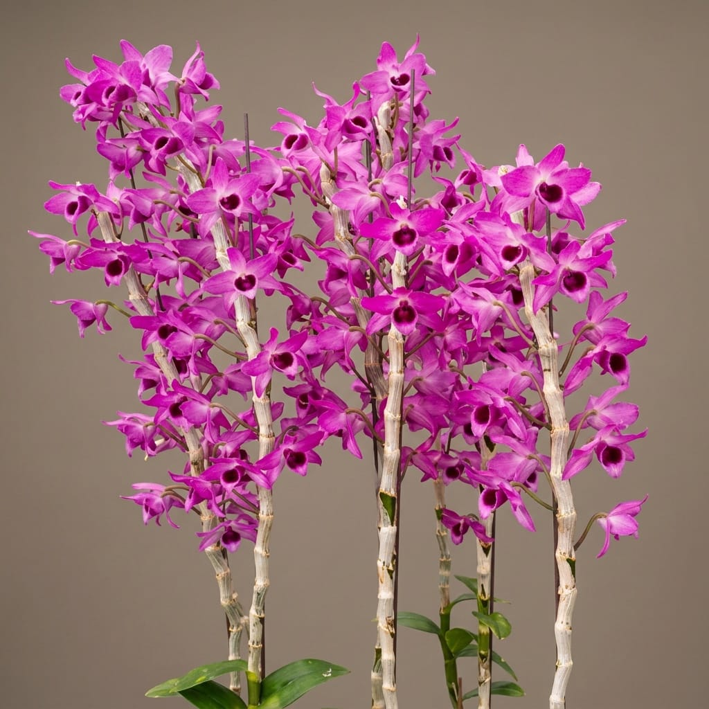 Dendrobium Nestor 'Red Dragon'
