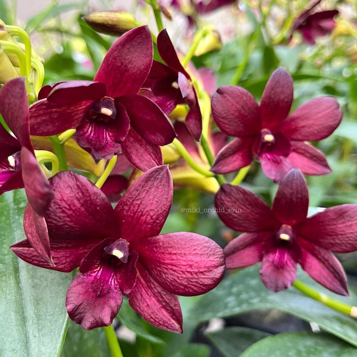 Dendrobium Arcadia Coffee