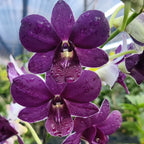 Dendrobium Burana Dark Blue