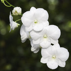Dendrobium Burana White 'Giant' 