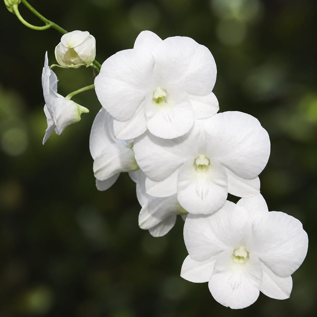Dendrobium Burana White 'Giant' 