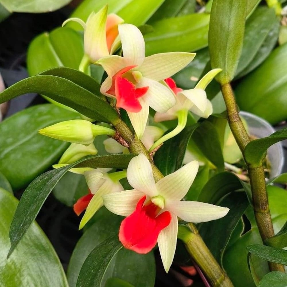 Dendrobium Jiaho Delight 'Delight' GM/TOGA - parfumat