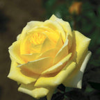 Rosa ‘Diamonds Forever’® - Чайно-хибридна роза, силно ароматна (колекция Parfum de Nature)